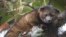 An "olinguito (Bassaricyon neblina)," described as the first carnivore species to be discovered in the American continents in 35 years, is pictured in a cloud forest in South America.