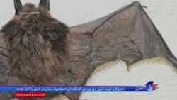 ۹ گونه خفاش در واشنگتن؛ نقش حیاتی آنها در اکوسیستم منطقه