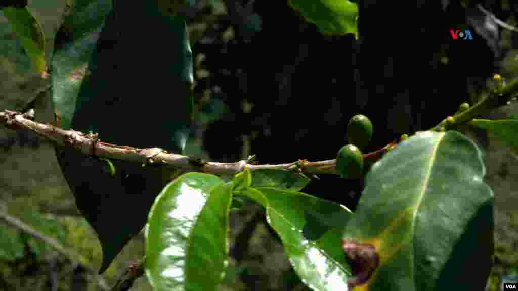 Una mata de café en Gaitania, Planadas, Tolima, el lugar donde nacieron las FARC en 1964 y donde sus habitantes buscan dejar atrás las páginas de la violencia para cultivar este grano. FOTO: Javier Hernández, VOA.