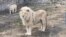 شیرهای سفید باغ‌وحش کابل