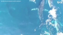 Drone Footage Shows Humpback Whales in Rare ‘Heat Run’ in Australian Waters
