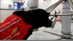 Dogs Being Trained to Detect Prostate Cancer