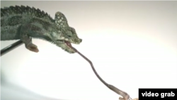 Researchers at Brown University filmed various sized chameleons to measure the speed and power of their tongues.