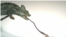 Researchers at Brown University filmed various sized chameleons to measure the speed and power of their tongues.