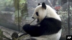 Panda betina Meng Meng sedang melahap bambu di kandangnya, di kebun binatang di Berlin, Jerman, Jumat, 5 April, 2019. (Foto: dok).