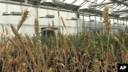 Plant Scientists Fight Hunger Through Genetics