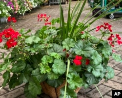 This photo provided by Jessica Damiano shows a professionally planted container on display at Hicks Nurseries in Old Westbury, NY. (Jessica Damiano via AP)