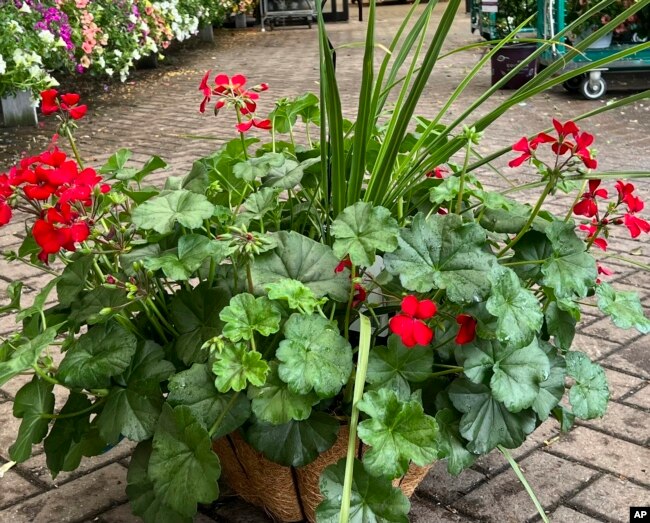 This photo provided by Jessica Damiano shows a professionally planted container on display at Hicks Nurseries in Old Westbury, NY. (Jessica Damiano via AP)