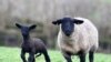 Seekor domba Suffolk dan anak dombanya yang berumur tiga minggu di Bwthyn Pen Y Bont Farm, Brecon, Wales, Inggris, 17 Februari 2020. (Foto: REUTERS/Rebecca Naden)