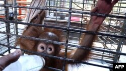 Alifah, anak orangutan di Kebun Binatang Surabaya, yang diberikan susu botol karena air susu induknya tak lagi berproduksi. (Foto: Dok)