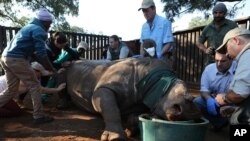 FILE - In this photo taken May 20, 2016 Hope, the rhino is prepared for surgery, headed by veterinarian Gerhard Steenkamp, right, in her pen in Bela Bela, South Africa. A year earlier, Hope survived an attack by poachers who darted her and removed her horns and part of her face.