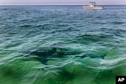 A white shark swims across a sand bar off the Massachusetts coast of Cape Cod, Aug. 13, 2021. (AP Photo/Phil Marcelo, File)