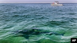 Белая акула у побережья Кейп Код, Массачуссетс (Архивное фото, Phil Marcelo/AP)