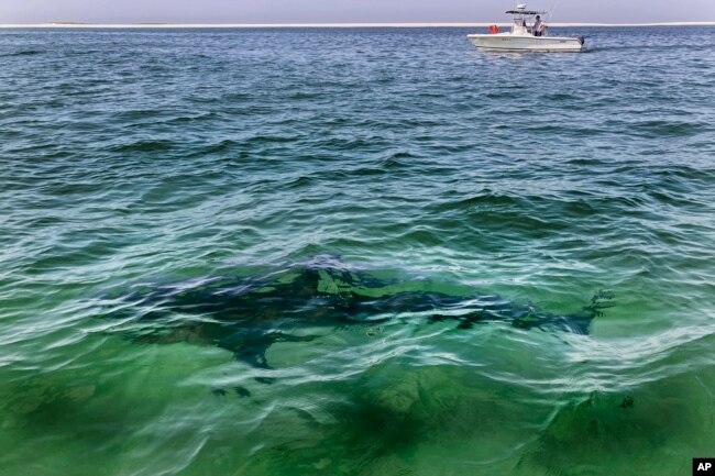 A white shark swims across a sand bar off the Massachusetts coast of Cape Cod, Aug. 13, 2021. (AP Photo/Phil Marcelo, File)