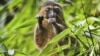 Coronavirus Disrupts Fight to Save Endangered Species