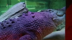 จระเข้ยักษ์ออสเตรเลียได้บ้านใหม่ในพิพิธภัณฑ์สัตว์น้ำเมลเบิร์น