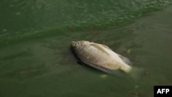 Hove ndedzimwe dzezvisikwa zviri kufa nekuda kwekusvibiswa kwemvura yemuna Lake Chivero.