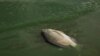 A dead fish is seen along Lake Chivero's shore where four white rhinos died in Zimbabwe after drinking water from the sewage-polluted lake, a mere 30km from the capital Harare, inside Chivero Recreational Game Park on December 14, 2024.