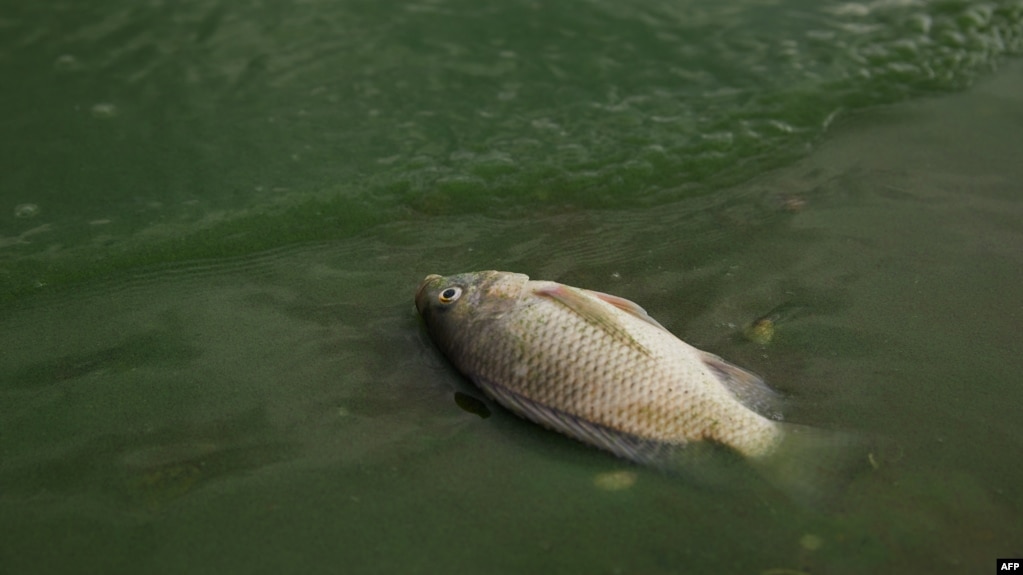 A dead fish is seen along Lake Chivero's shore, where four white rhinos died in Zimbabwe after drinking water from the sewage-polluted lake, inside Chivero Recreational Game Park on Dec. 14, 2024. Lake Chivero is the main drinking water source for Harare.