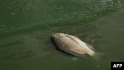 A dead fish is seen along Lake Chivero's shore, where four white rhinos died in Zimbabwe after drinking water from the sewage-polluted lake, inside Chivero Recreational Game Park on Dec. 14, 2024. Lake Chivero is the main drinking water source for Harare.