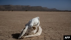 FILE - This photograph taken on April 25, 2023, shows the skull of an animal of the camelidae group on the dry Oued Tijekht in the Moroccan Sahara desert, near the central city of Tafraout in Morocco.