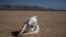 FILE - This photograph taken on April 25, 2023, shows the skull of an animal of the camelidae group on the dry Oued Tijekht in the Moroccan Sahara desert, near the central city of Tafraout in Morocco.