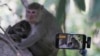  کمبوڈیامیں ’یوٹیوبرز‘ کو بندروں کے ساتھ ظالمانہ سلوک پرسزاؤں کا خطرہ کیوں؟