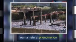 News Words: Phenomenon