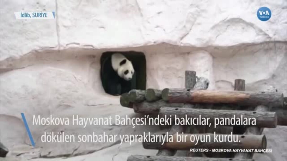Pandalara “Sonbaharda Kurabiye Oyunu”