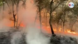 Estado de emergencia en zona vitivinícola de California por incendios forestales