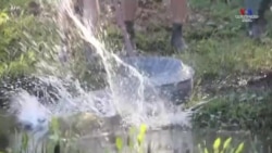 Տասը ալիգատոր ազատ են արձակվել Ավստրալիայի Սողունների այգում