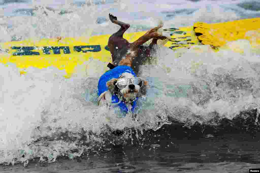 A small dog jumps off his surfboard while competing at the 14th annual Helen Woodward Animal Center &quot;Surf-A-Thon&quot; where more than 70 dogs competed in five different weight classes for &quot;Top Surf Dog 2019&quot; in Del Mar, California, Sept. 8, 2019.