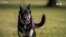 拜登總統愛犬在發生咬人事件後離開白宮