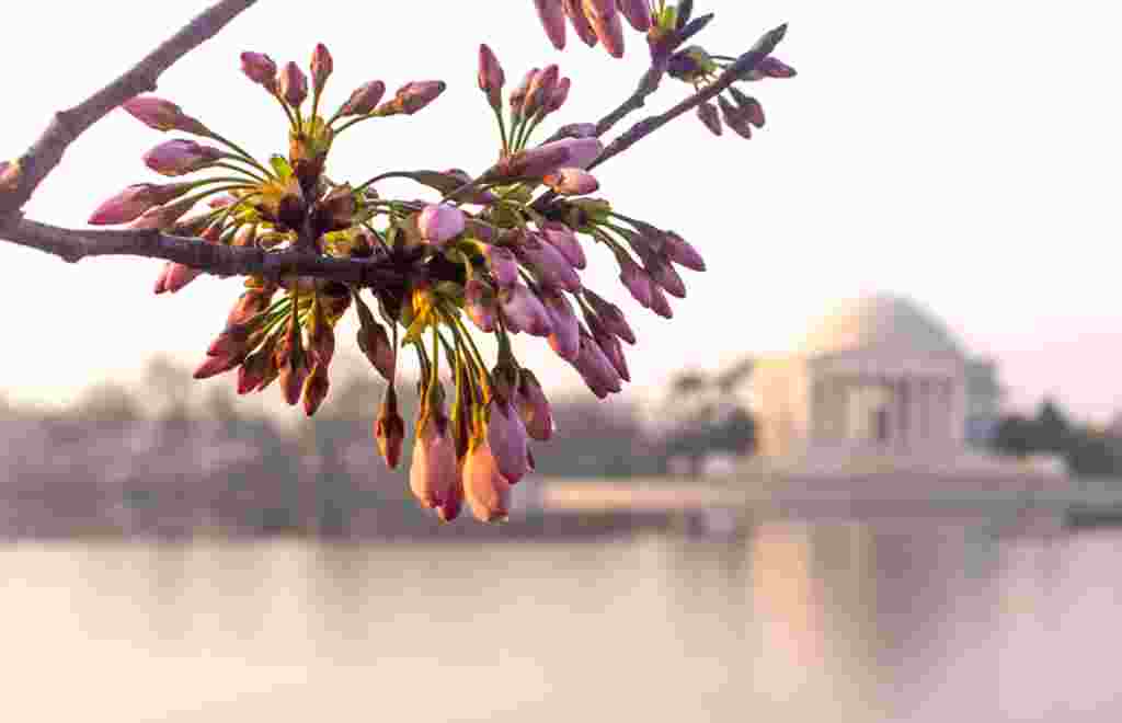 Las flores de los cerezos acompañan la imagen a la distancia del monumento que honra a Jefferson en Washington.