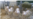 Dolly’s Cloned Relatives in Good Health