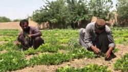 د هلمند پلي د کوکنارو تر ټولو ښه بديل