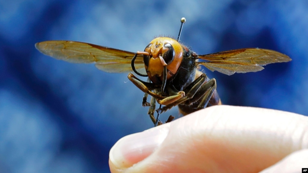 Close view of a Yellow-Legged Hornet specimen