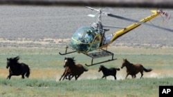 FILE - A livestock helicopter pilot rounds up wild horses from the Fox & Lake Herd Management Area from the range in Washoe County, near the town on Empire, Nevada, July 13, 2008. 