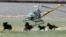 FILE - A livestock helicopter pilot rounds up wild horses from the Fox & Lake Herd Management Area from the range in Washoe County, near the town on Empire, Nevada, July 13, 2008. 