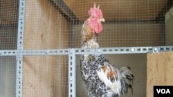 Ayam pelung merupakan salah satu hewan asli Jawa Barat yang dipatenkan, dengan keunggulan suara yang bagus. (VOA/R. Teja Wulan)