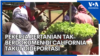 Pekerja Pertanian Tak Berdokumen di California Takut Dideportasi