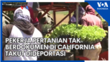 Pekerja Pertanian Tak Berdokumen di California Takut Dideportasi