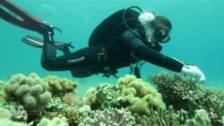 Scientists Look for Stronger Coral as Climate Change Heats Up