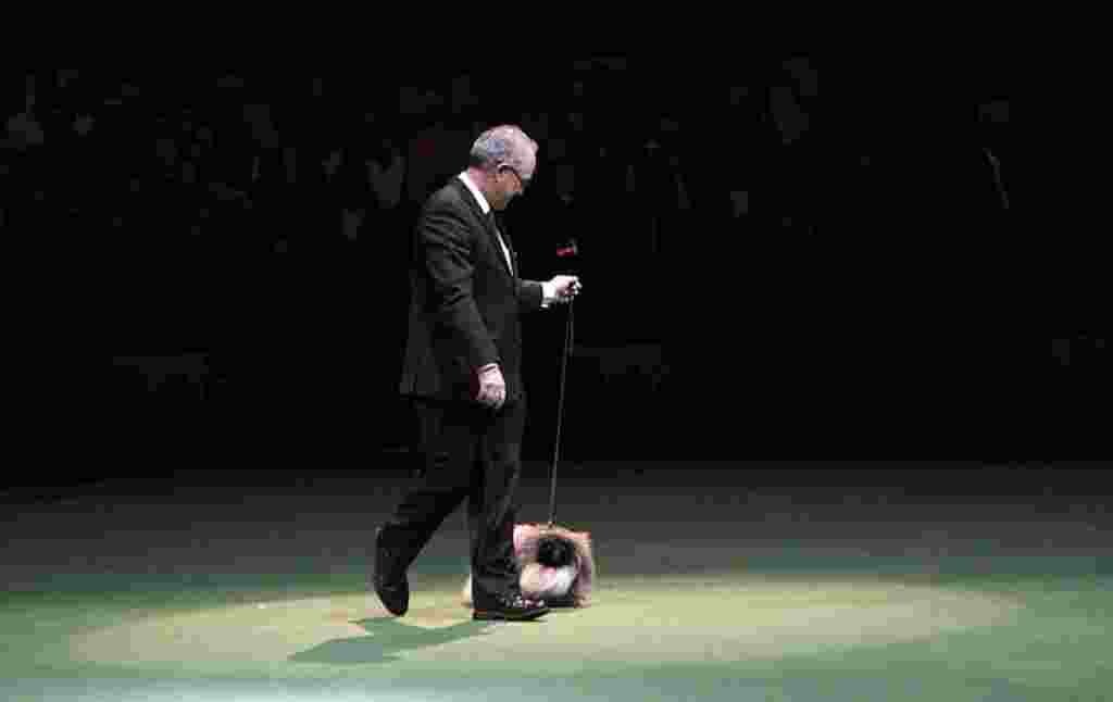David Fitzpatrick, dueño del pequinés Malachy, ganador del máximo galardón.