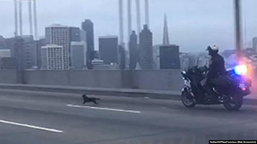 A California police office chasing a chihuahua dog on the Bay Bridge near San Francisco.