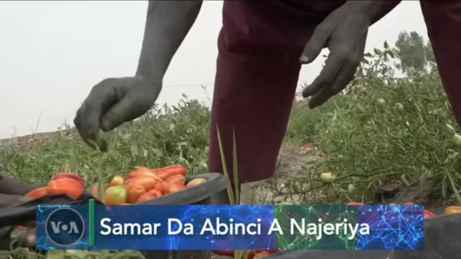 TASKAR VOA: Gwamnatin Najeriya ta bullo da shirin Earn From Soil don mayar da kasar hedkwatar fitar da kayan abinci zuwa kasashen duniya