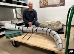 North Dakota Geologic Survey Paleontologist Jeff Person sits behind a 7-foot mammoth tusk on Tuesday, Dec. 19, 2023, at the Geologic Survey office in Bismarck, N.D. (AP Photo/Jack Dura)