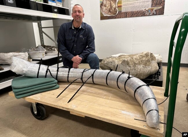 North Dakota Geologic Survey Paleontologist Jeff Person sits behind a 7-foot mammoth tusk on Tuesday, Dec. 19, 2023, at the Geologic Survey office in Bismarck, N.D. (AP Photo/Jack Dura)