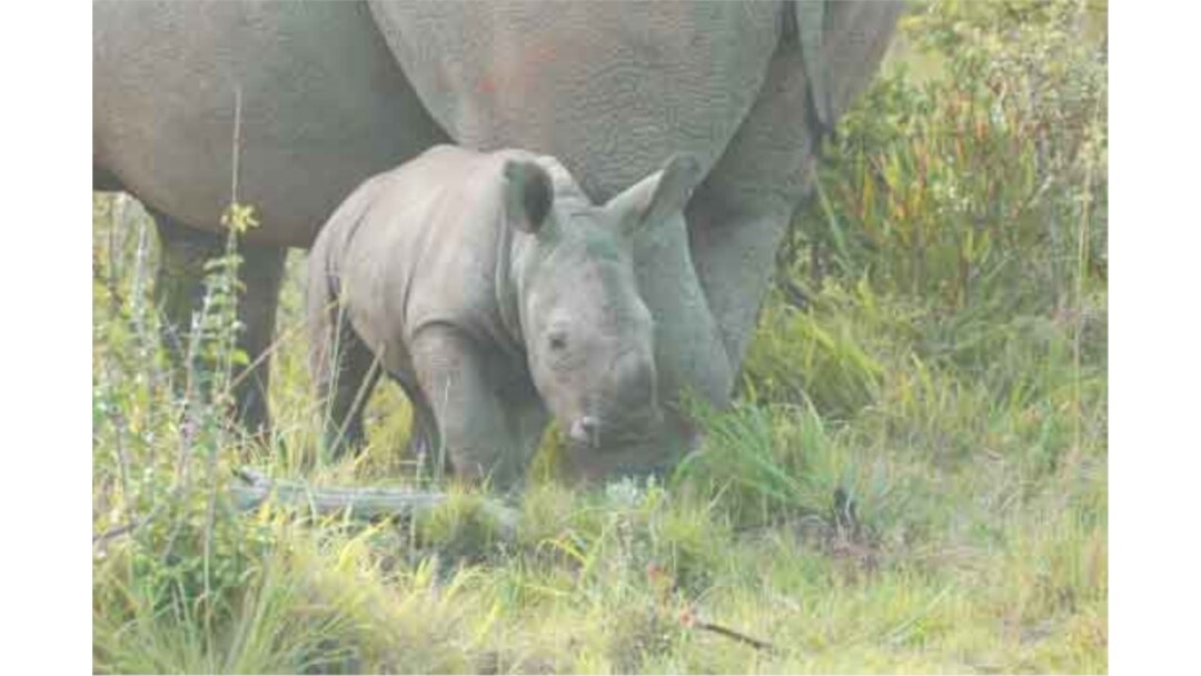 FILE - In South Africa, the race is on to save the lives of rhinos from being wiped out by poachers.