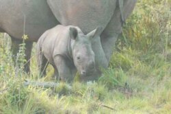 FILE - In South Africa, the race is on to save the lives of rhinos from being wiped out by poachers.